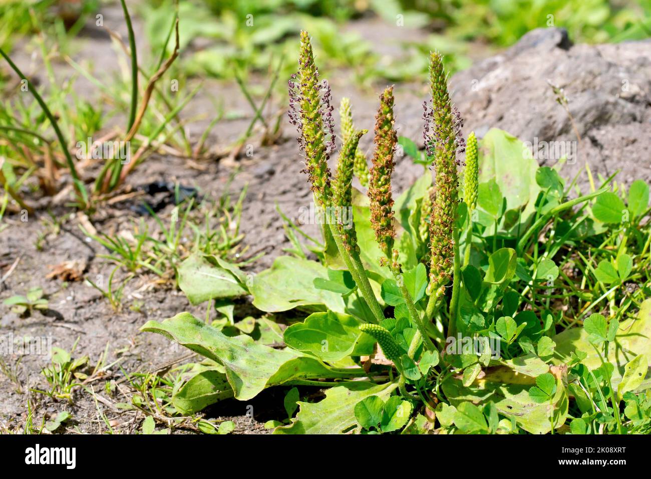 Greater Plantain (plantago major), close up showing the flowering stalks and leaves of the plant growing on rough ground. Stock Photo