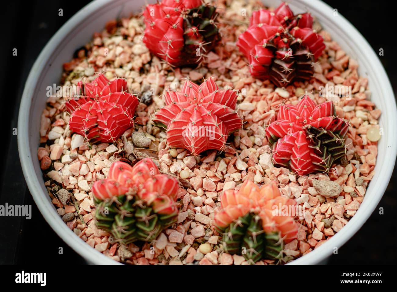 Gymnocalycium mihanovichii also known as moon cactus propagated in a nursery garden at a plant shop Stock Photo