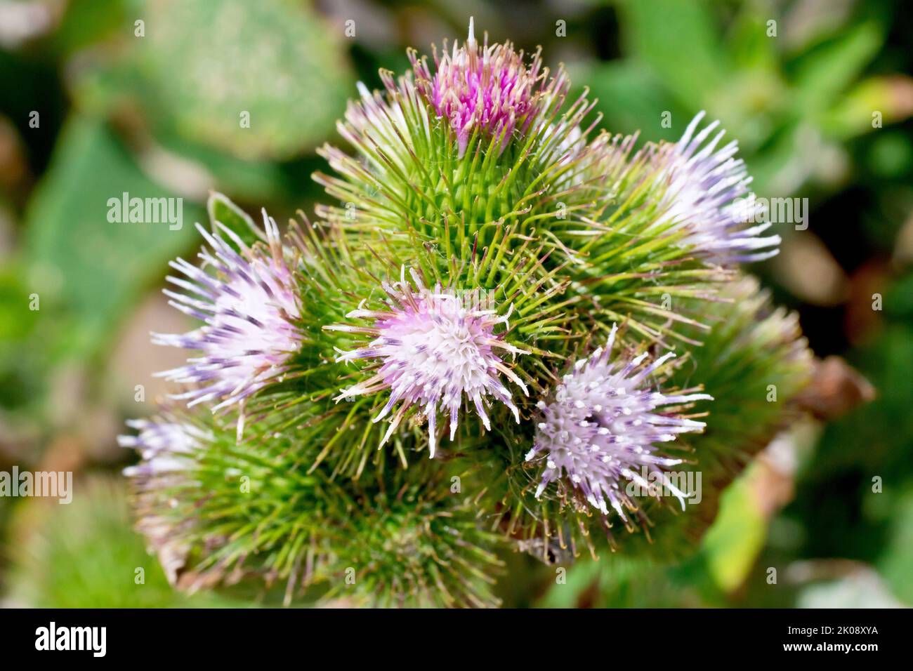 Lesser Burdock (arctium minus), close up showing a cluster of individual flowerheads each made up of several individual flowers or florets. Stock Photo