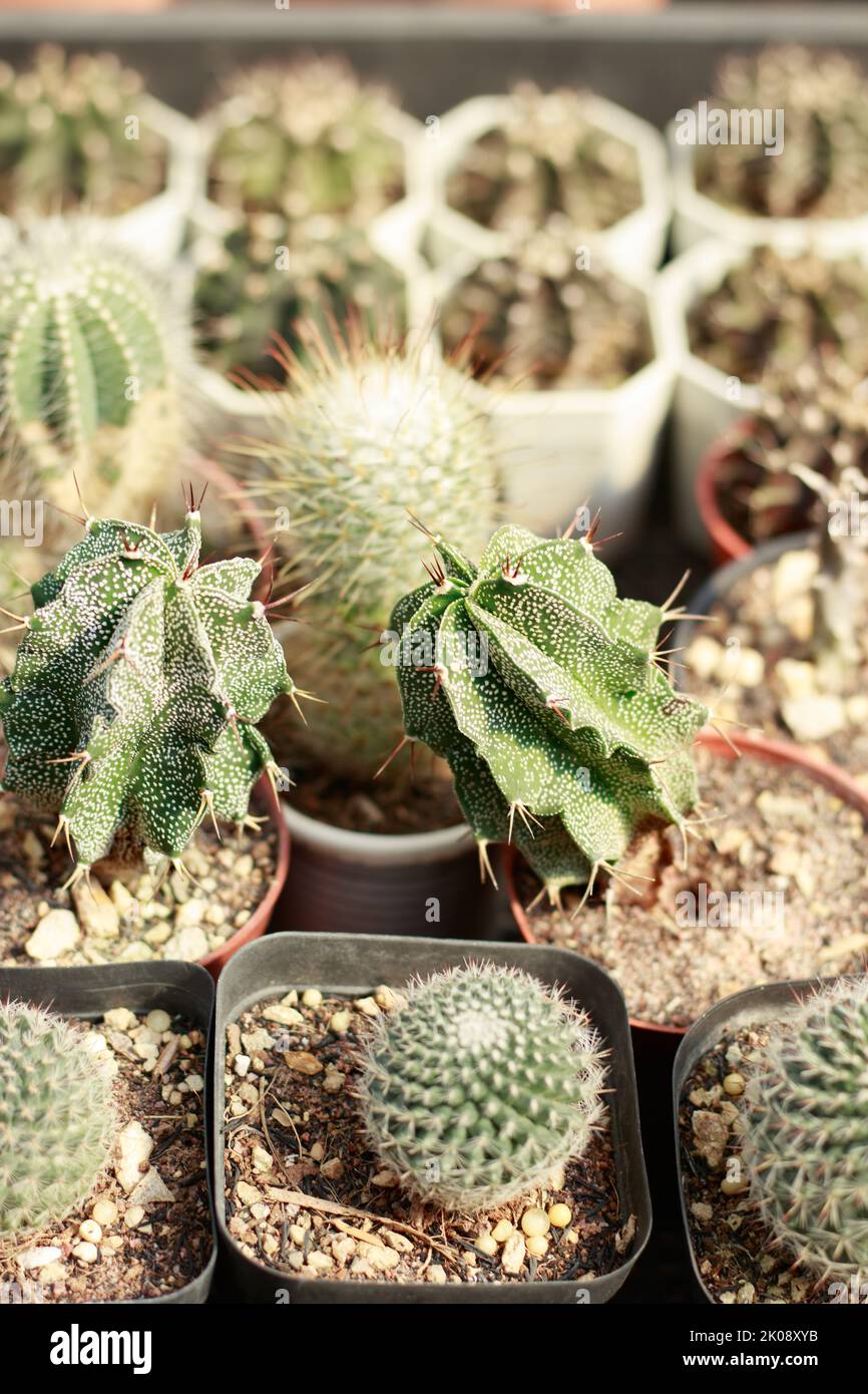 Astrophytum ornatum, commonly known as monk's-hood or star cactus among other cacti and succulents in a plant shop Stock Photo