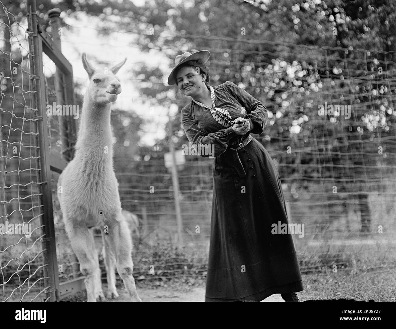 Mrs. Franklin Adams, nee Harriet Chalmers, at Zoo with Llama, 1912. [American explorer, writer and photographer Harriet Chalmers Adams. She lectured frequently on her extensive travels in South America, Asia and the South Pacific, and illustrated her talks with colour slides and films. She also published accounts of her journeys in National Geographic magazine. Married to Franklin Pierce Adams]. Stock Photo