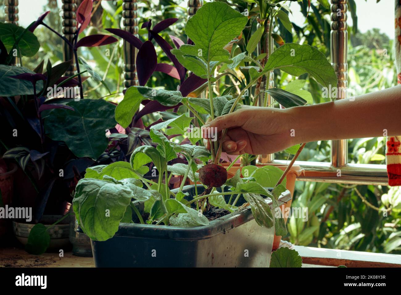 Hands harvesting organic homegrown red radish in an urban balcony garden showing eco-friendly and sustainable lifestyle Stock Photo