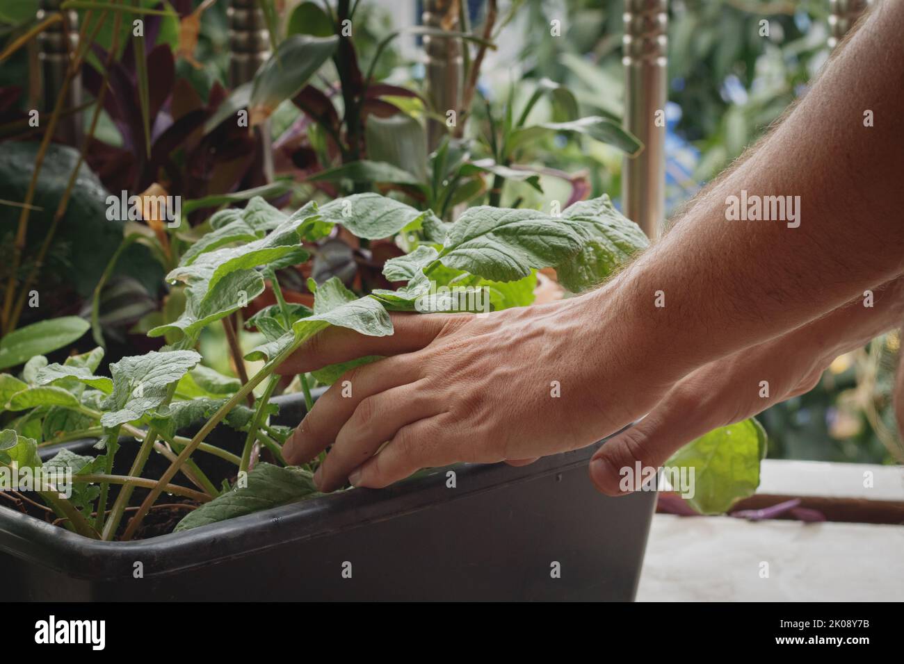 Hands harvesting organic homegrown red radish in an urban balcony garden showing eco-friendly and sustainable lifestyle Stock Photo
