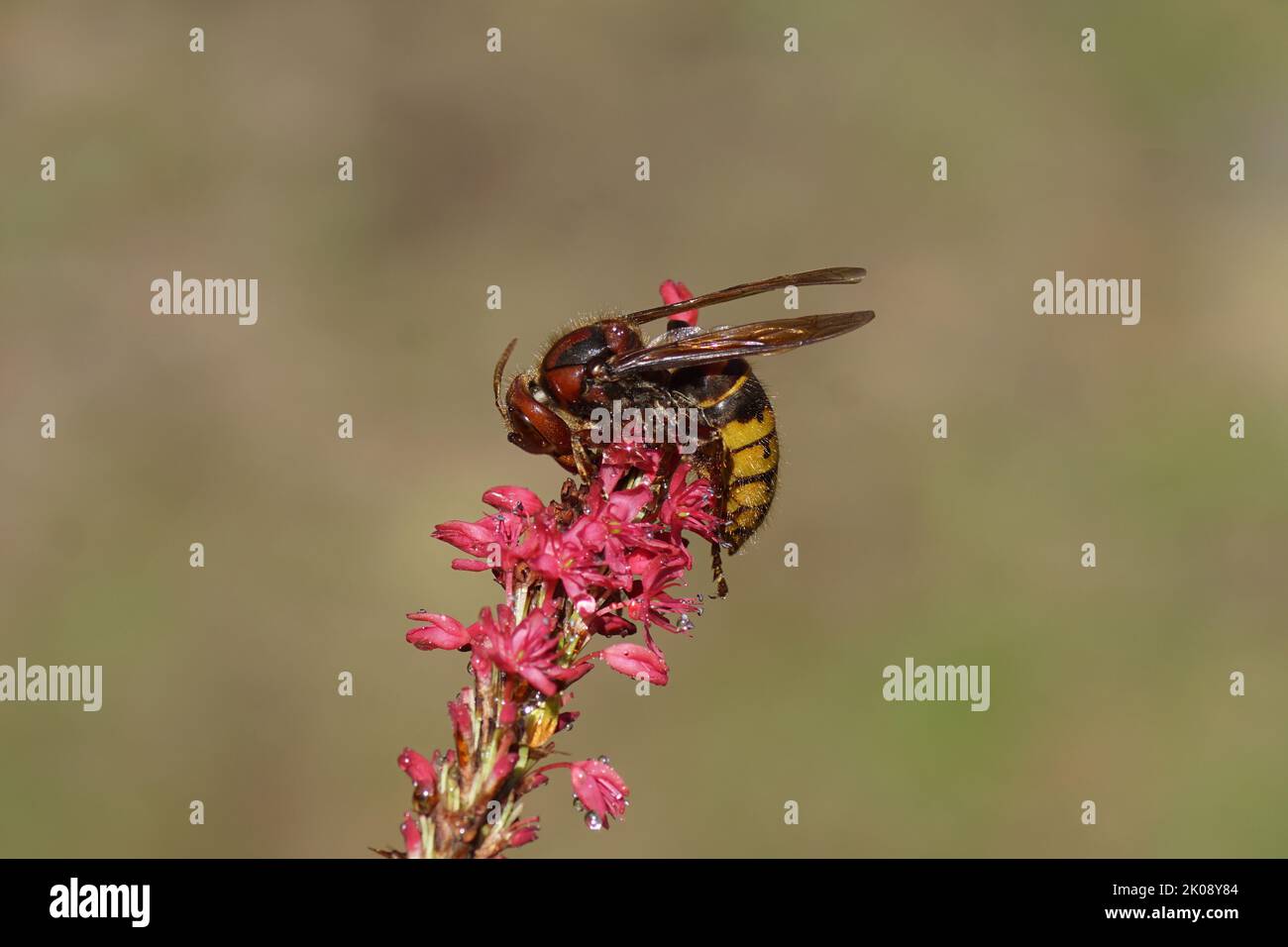 European hornet (Vespa crabro) of the family Vespidae). On flowers of Knotweed, knotgrass (Polygonum amplexicaule), family Buckwheat (Polygonaceae). Stock Photo