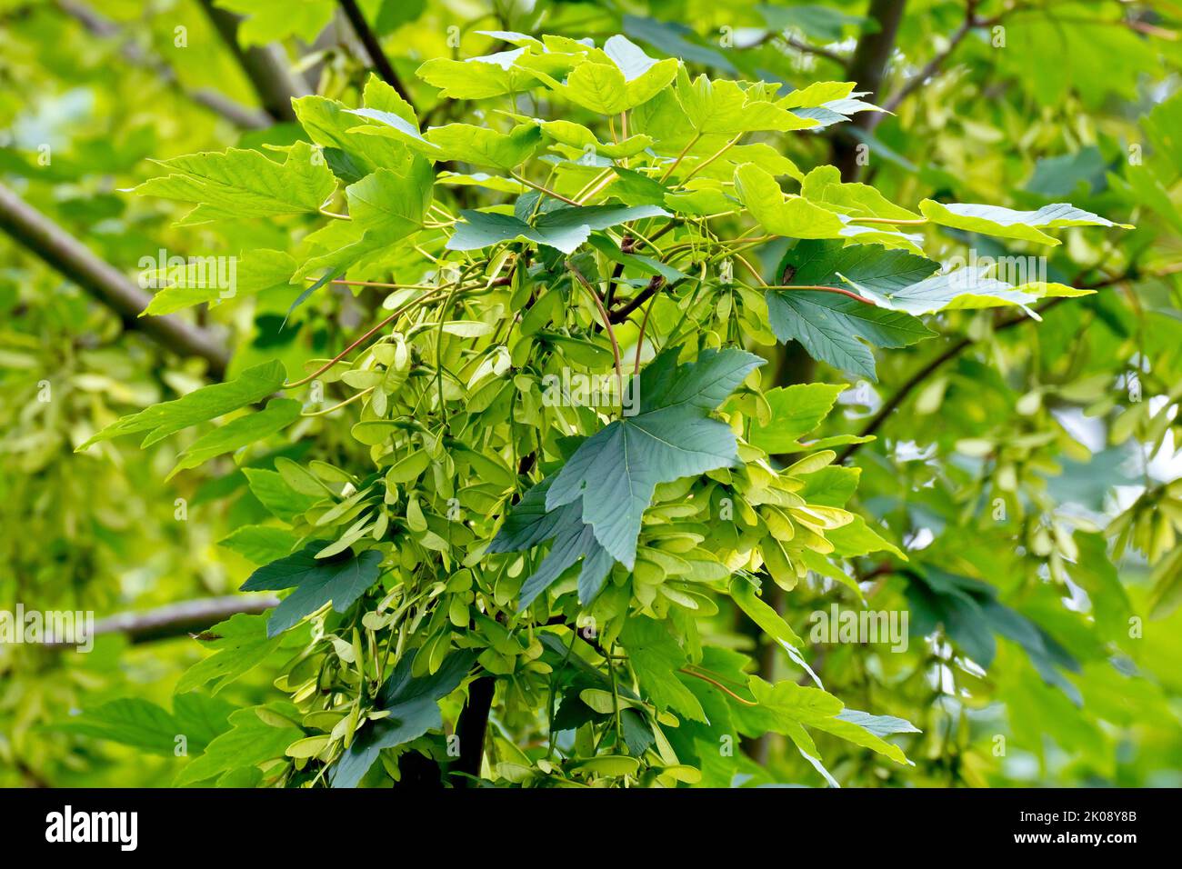 Sycamore (acer pseudoplatanus), close up showing a tree branch laden with the familiar but unripe winged seeds or fruits. Stock Photo