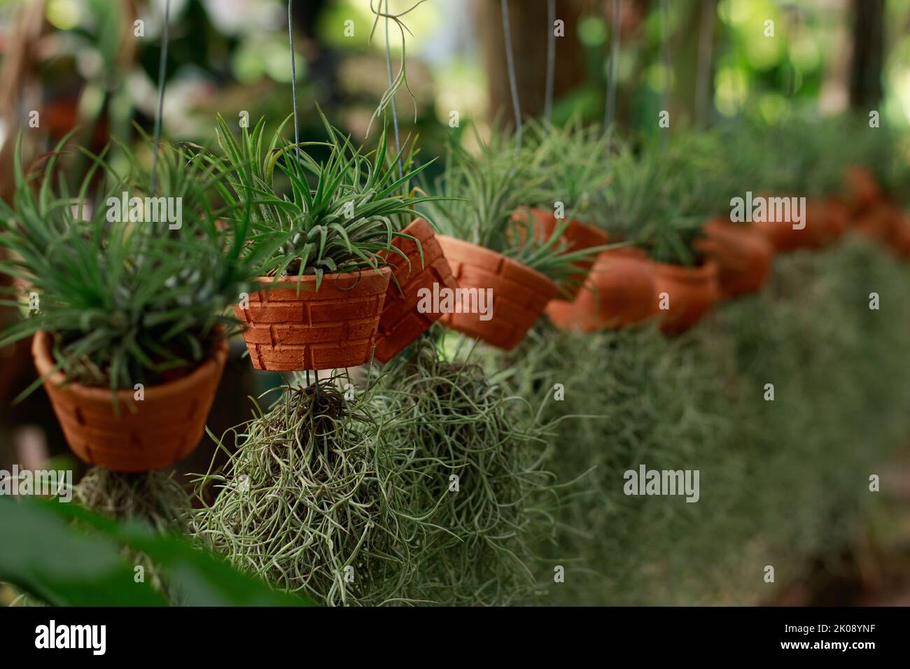 Tillandsia baileyi or airplant and airplant moss or spanish moss in hanging pots Stock Photo