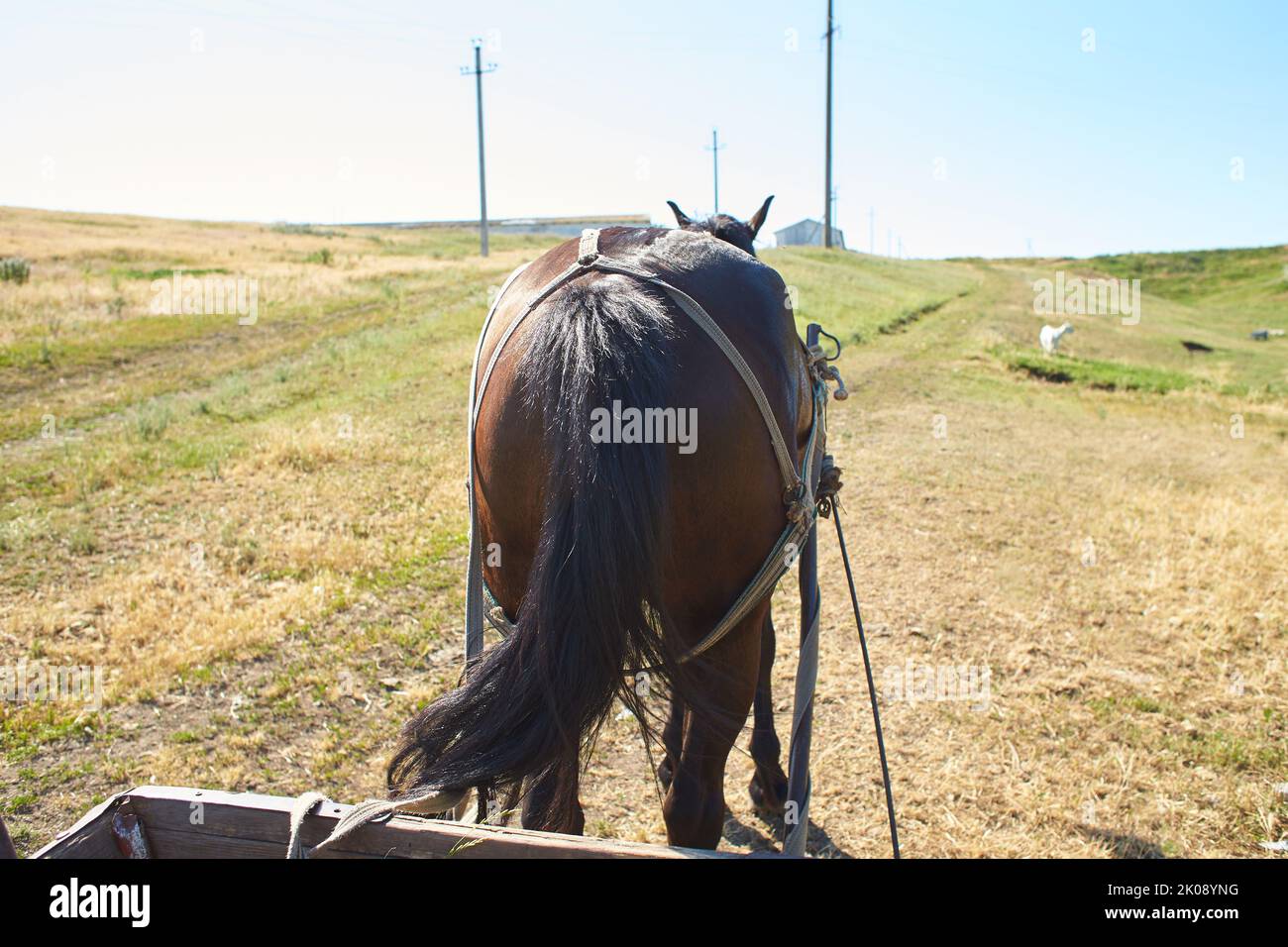 Horse carriage coach racing hires stock photography and images Alamy