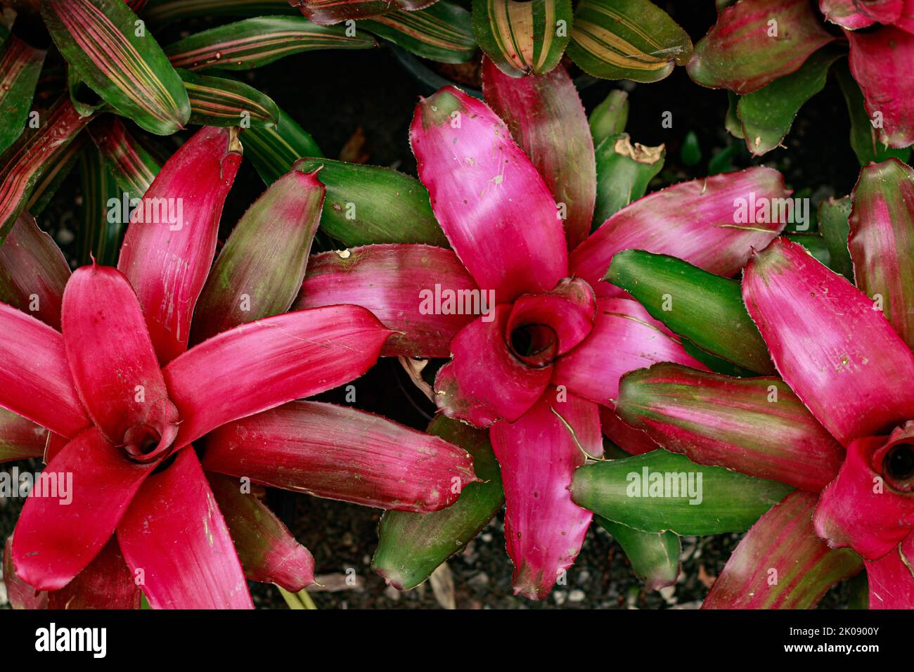 Top view of colorful Neoregelia carolinae or blushing bromeliad Stock Photo