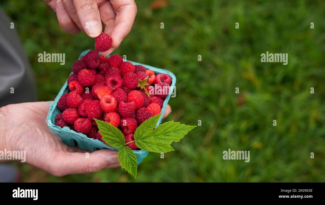 Hands with fresh picked raspberries outdoor in green paper container with copy space Stock Photo