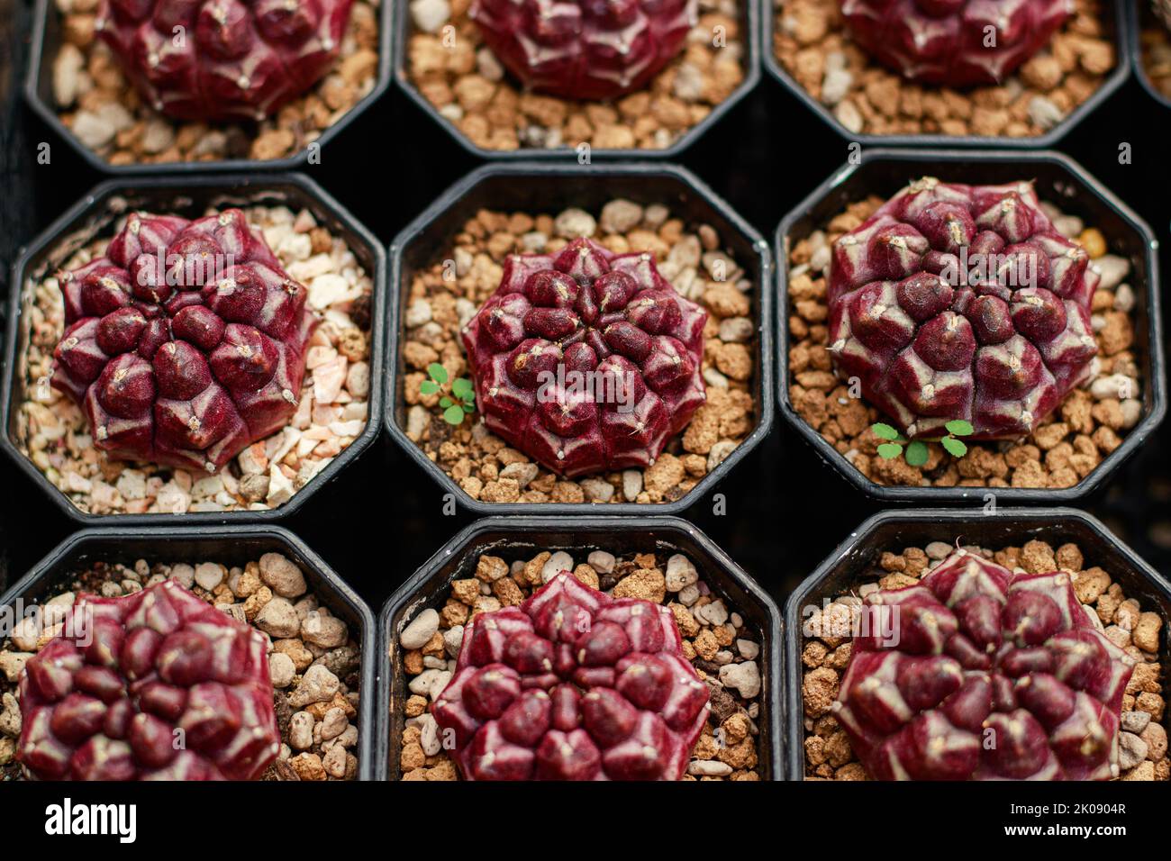 Rows of Eriosyce occulta seedlings propagated in small pots at a plant shop Stock Photo