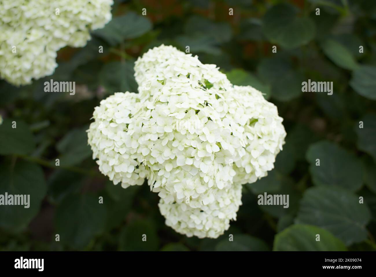 The Hydrangea macrophylla which it bloomed in early summer, and has ...