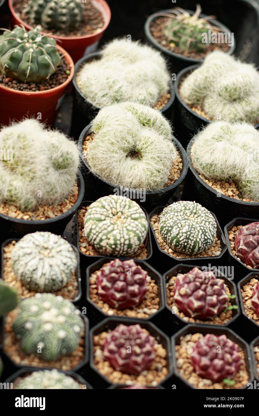 Austrocylindropuntia vestita cristata or Astrophytum asterias cactus among other succulents on display at a plant shop Stock Photo