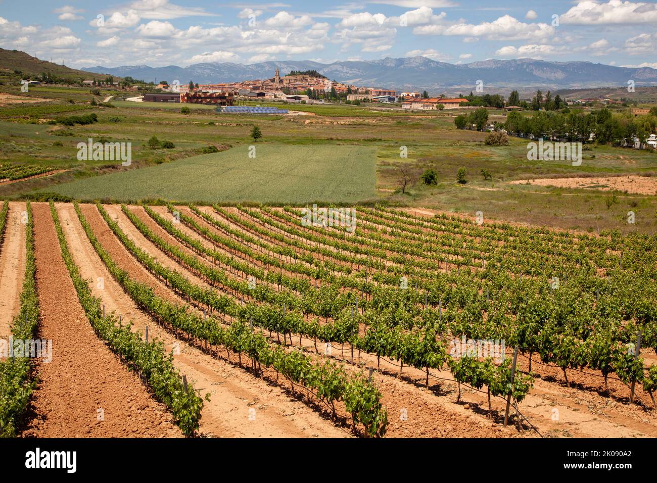 Spanish vineyards in the Rioja region of Spain near Navarrete Stock Photo