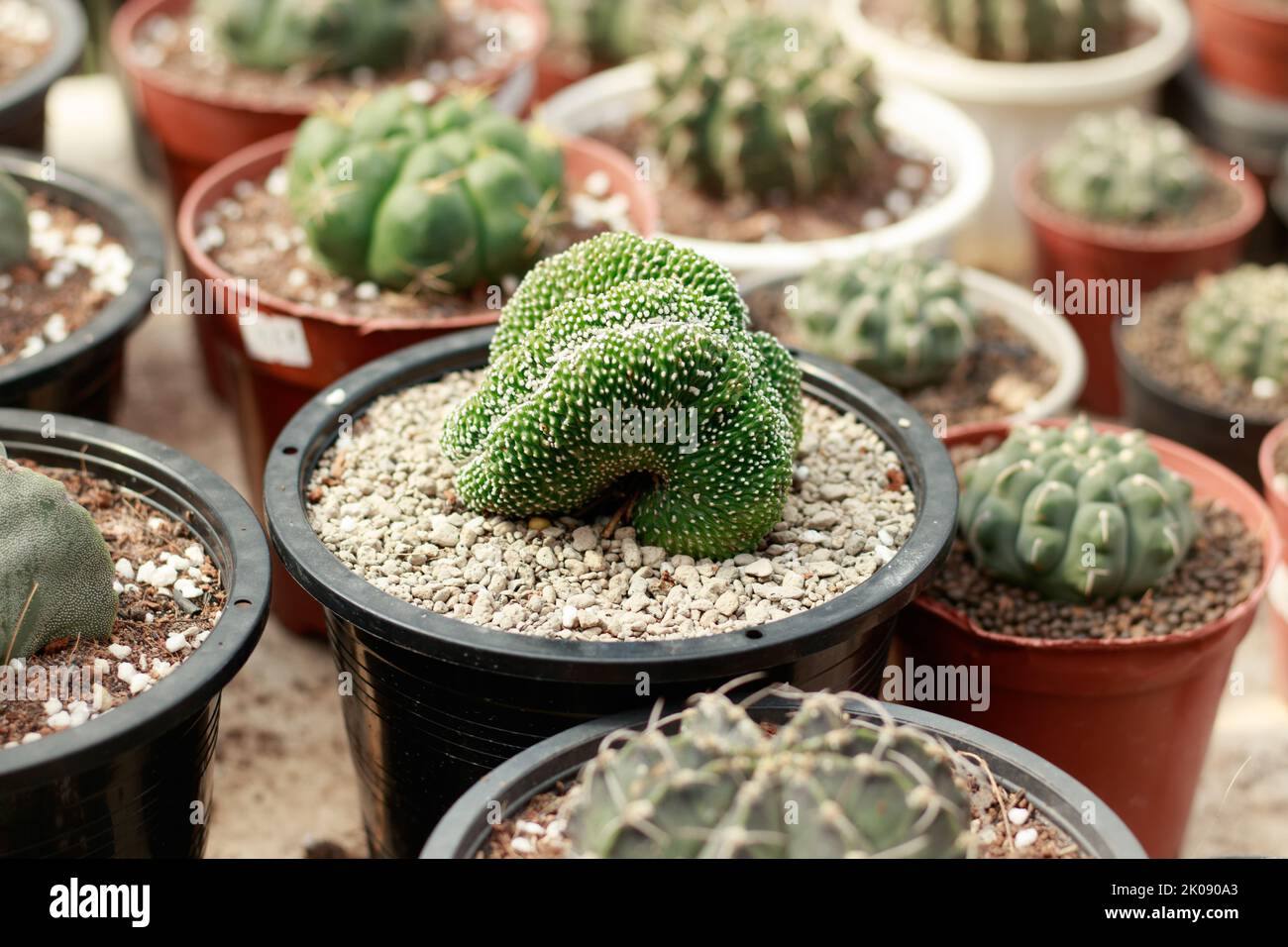 A rare cactus called Bolivicereus Cristata among other cactus species displayed at a plant shop Stock Photo