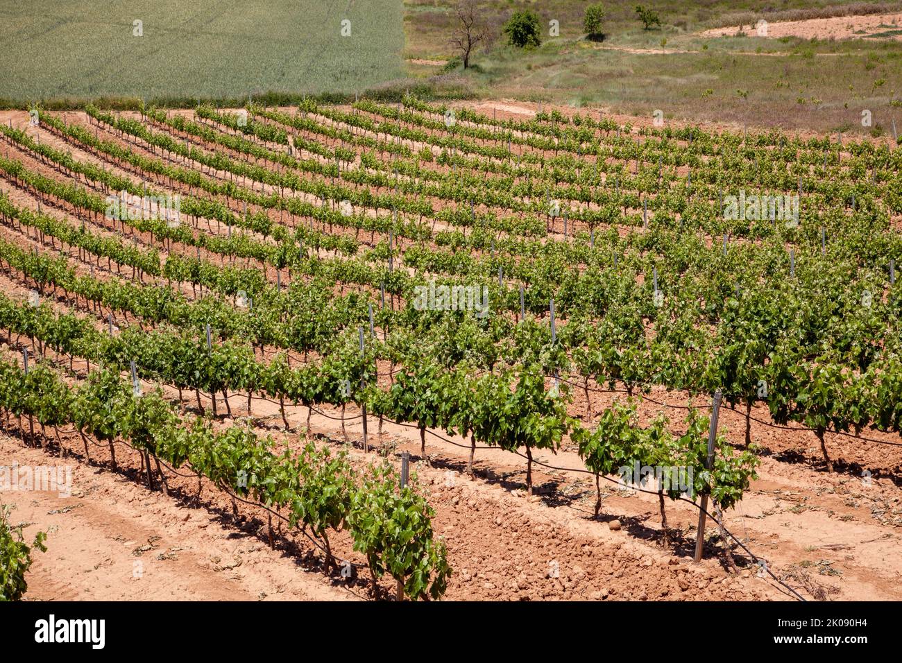Spanish vineyards in the Rioja region of Spain near Navarrete Stock Photo