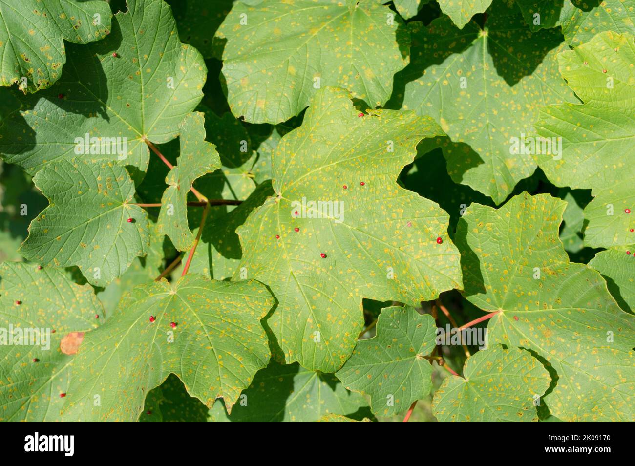 Maple tree disease by the gall mites causing red bumps on leaves; maple gall mites or