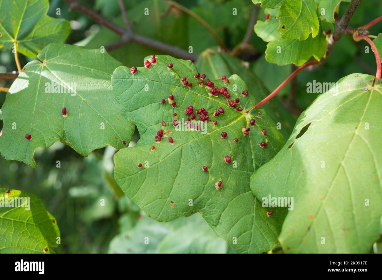 Maple tree disease by the gall mites causing red bumps on leaves; maple