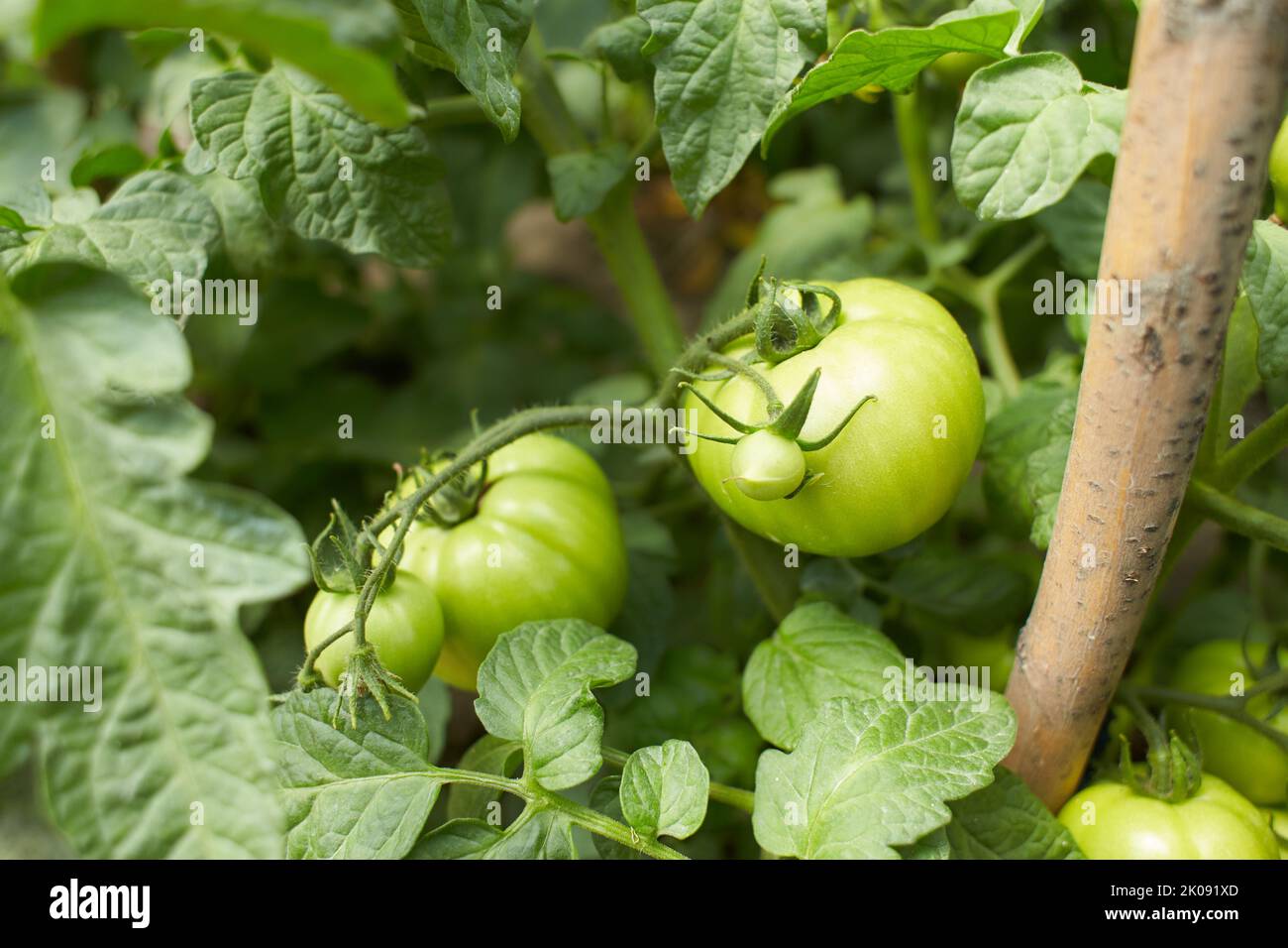 Bright yellow flowers of tomatoes Stock Photo Alamy