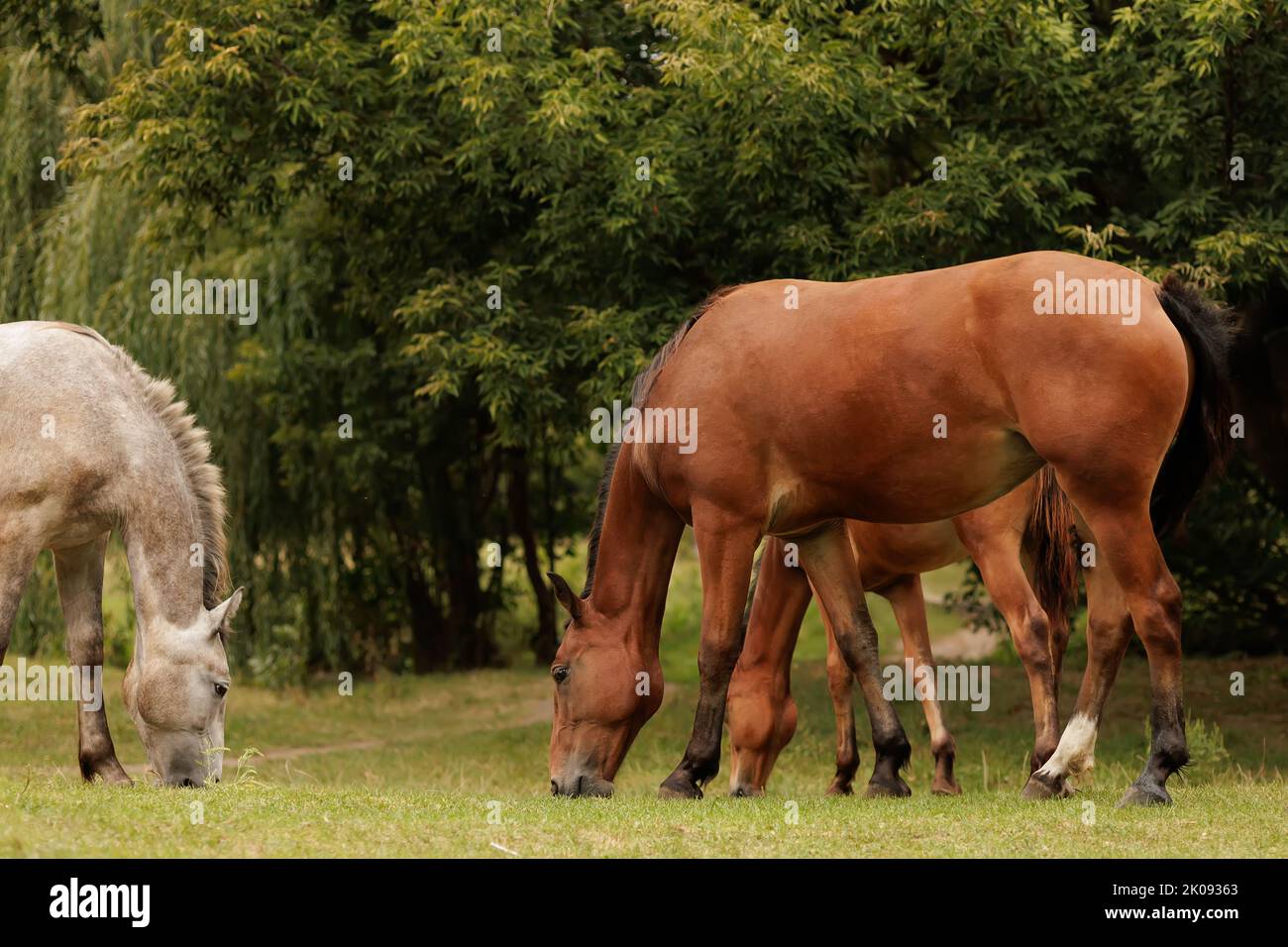 three horses graze in a meadow in autumn Stock Photo - Alamy