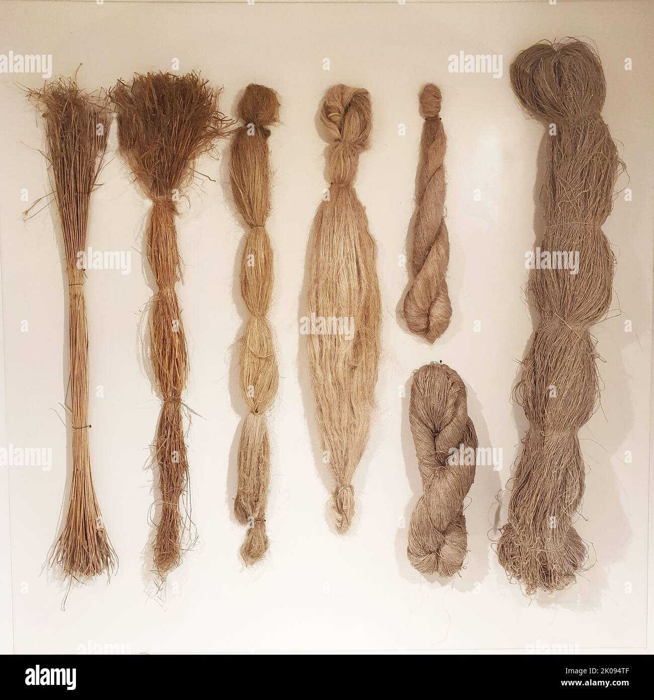 Flax fiber in various types of processing on a white wall Stock Photo