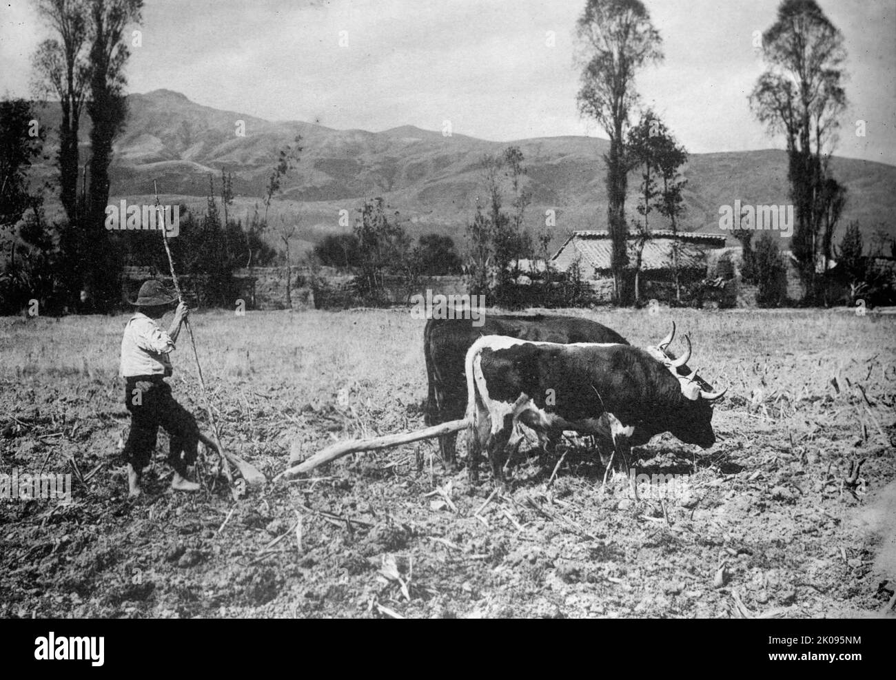 Peru Scenes, 1912. Ploughing with oxen. Stock Photo
