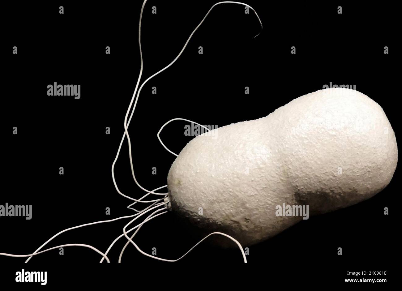 Model of a microbe from a laboratory. A microorganism, or microbe, is an organism of microscopic size, which may exist in its single-celled form or as a colony of cells. Stock Photo
