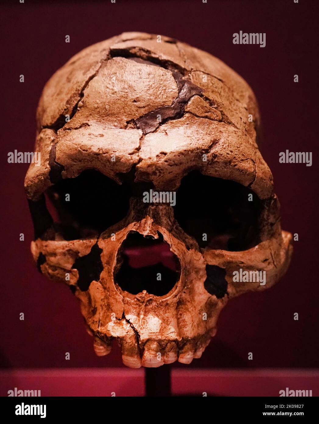 Modern human skull from the Middle East, found at a site in Israel, 90,000-120,000 years-old. Original in the Tel Aviv University, Israel. Stock Photo