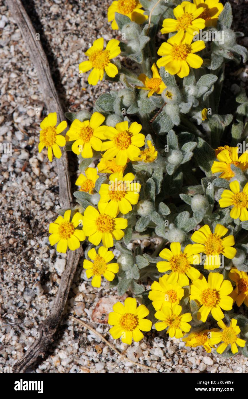 Yellow flowering racemose radiate head inflorescences of Eriophyllum Wallacei, Asteraceae, native annual in the Coachella Valley Desert, Springtime. Stock Photo