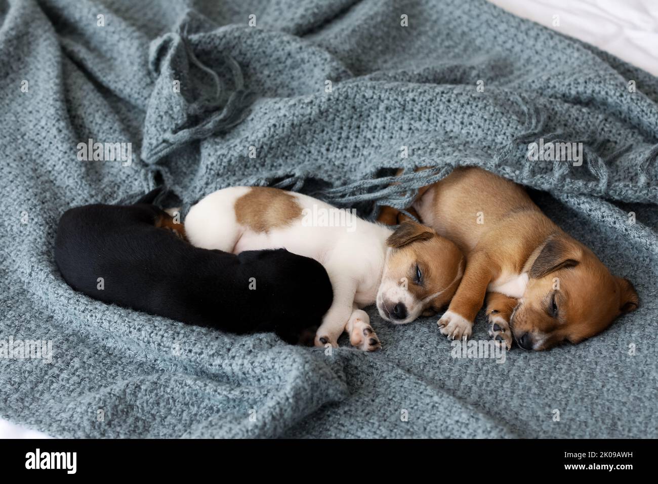Cute puppies sleeping on bed Stock Photo - Alamy