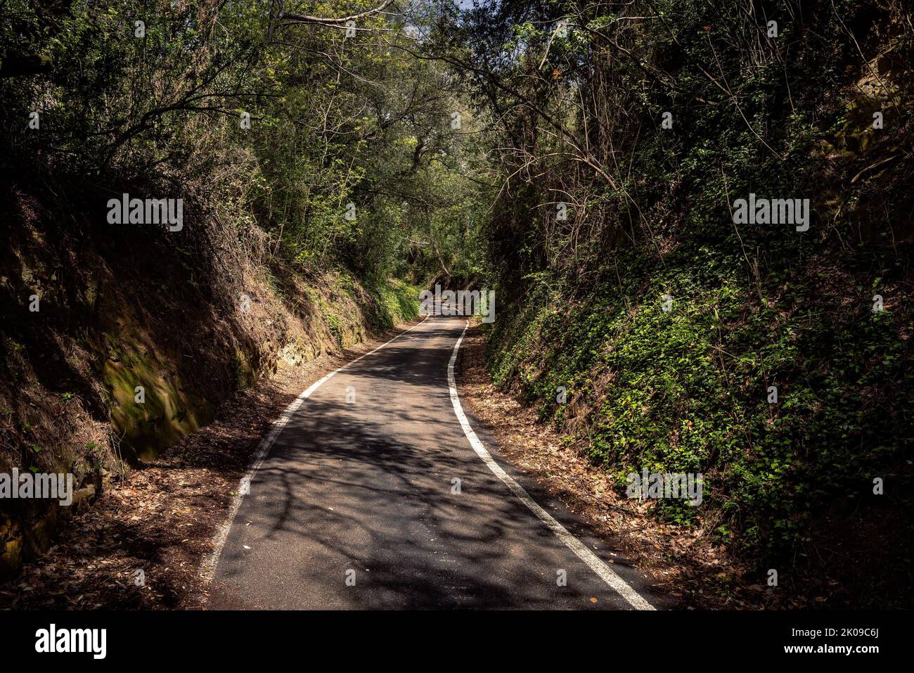 Narrow asphalt road going up from Pesaro to the San Bartolo Mount, under a roof of trees Stock Photo