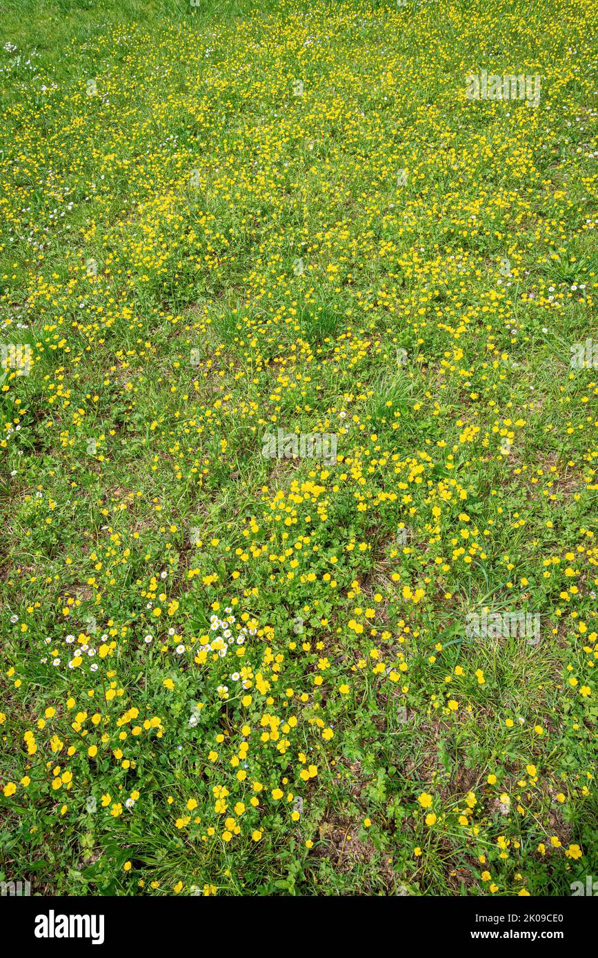 A fiels covered with buttercup and chamomile flowers in the Parco della Pace (Park of the Peace), at the beginning of the spring, in Pesaro, Marche, I Stock Photo