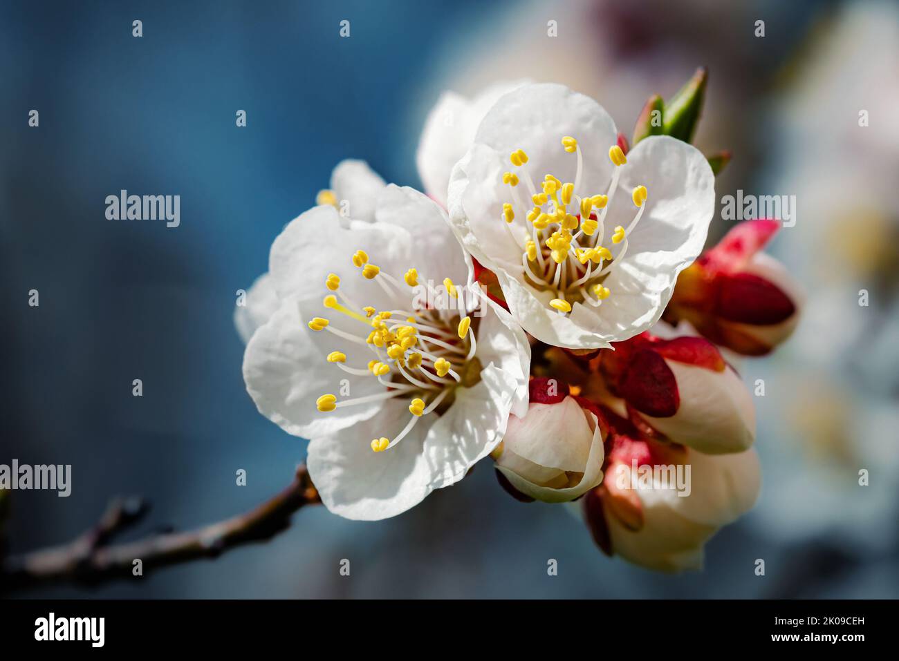 Macro of red and white apricot flowers and buds, on a branch, in spring under the sun Stock Photo