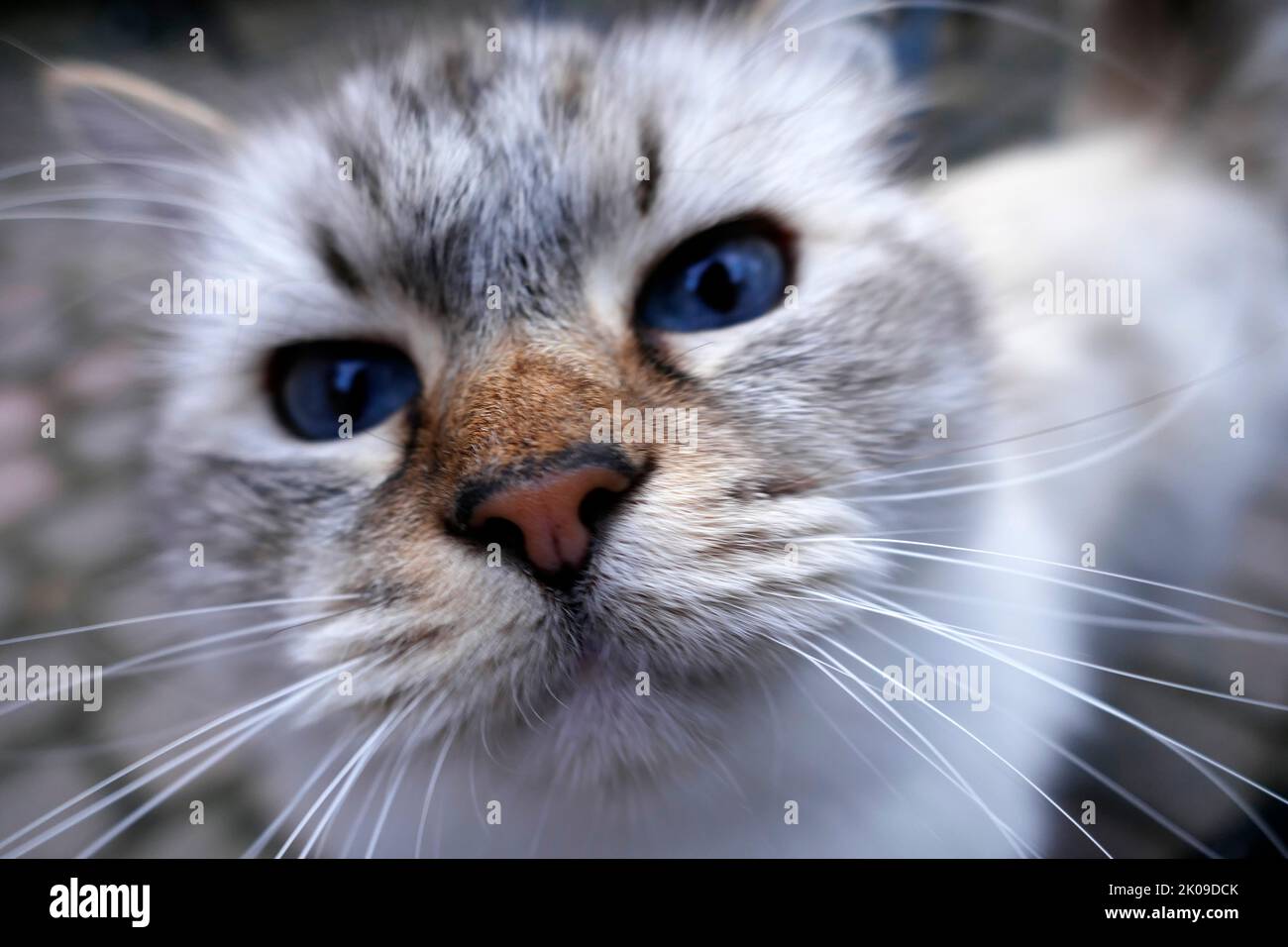 The eyes of a curious ragdoll cat. This is a breed with a distinct color-point coat and blue eyes. Stock Photo