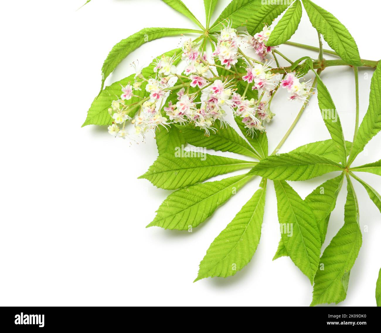 Top view chestnut tree isolated hi-res stock photography and images - Alamy