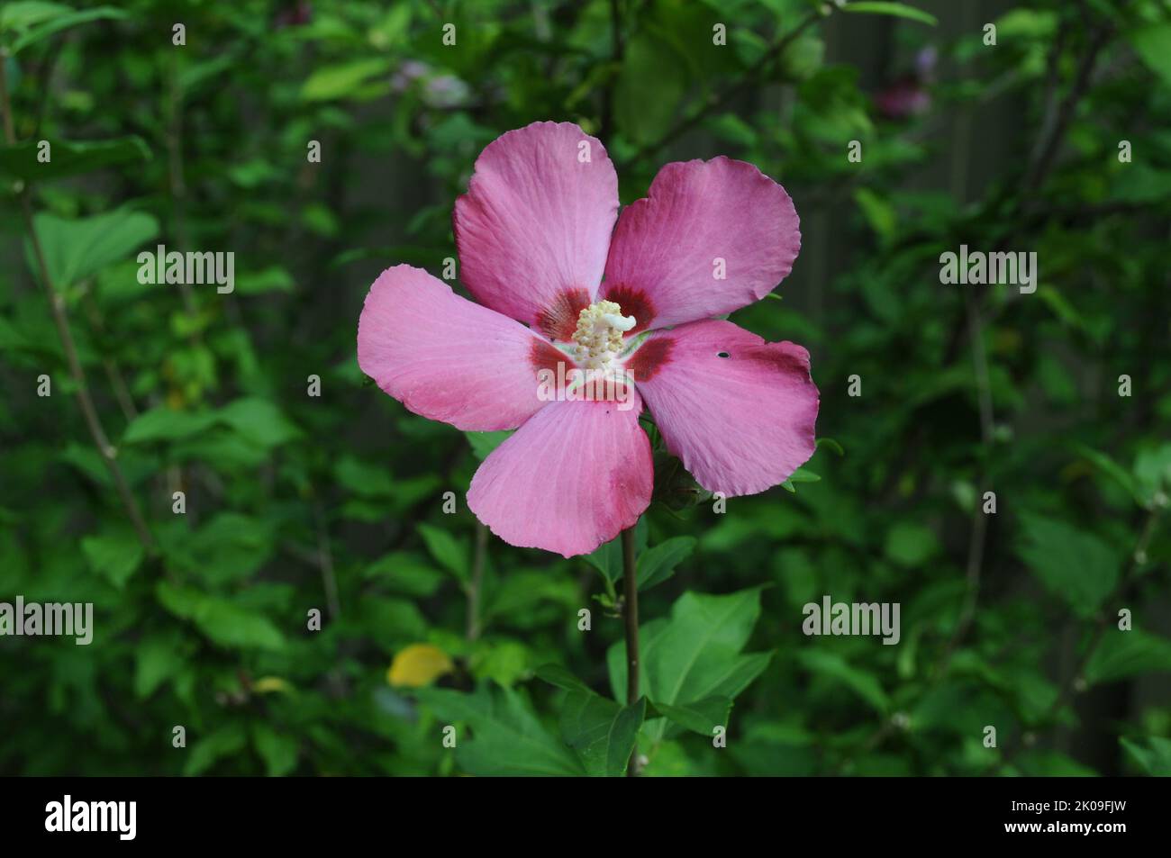 Syrisk rose hi-res stock photography and images - Alamy