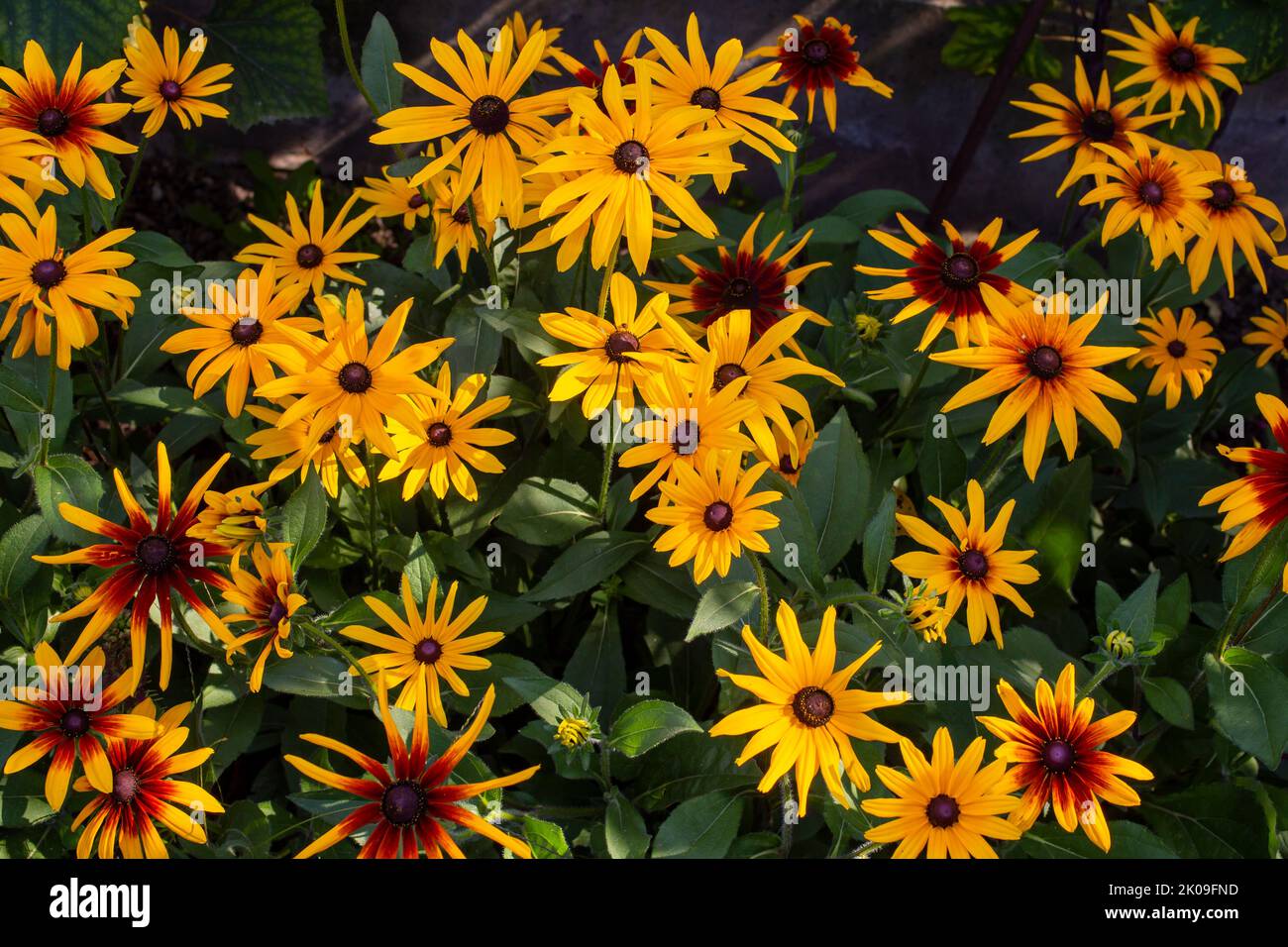 black eyed susan flower bed, blooming in early fall Stock Photo