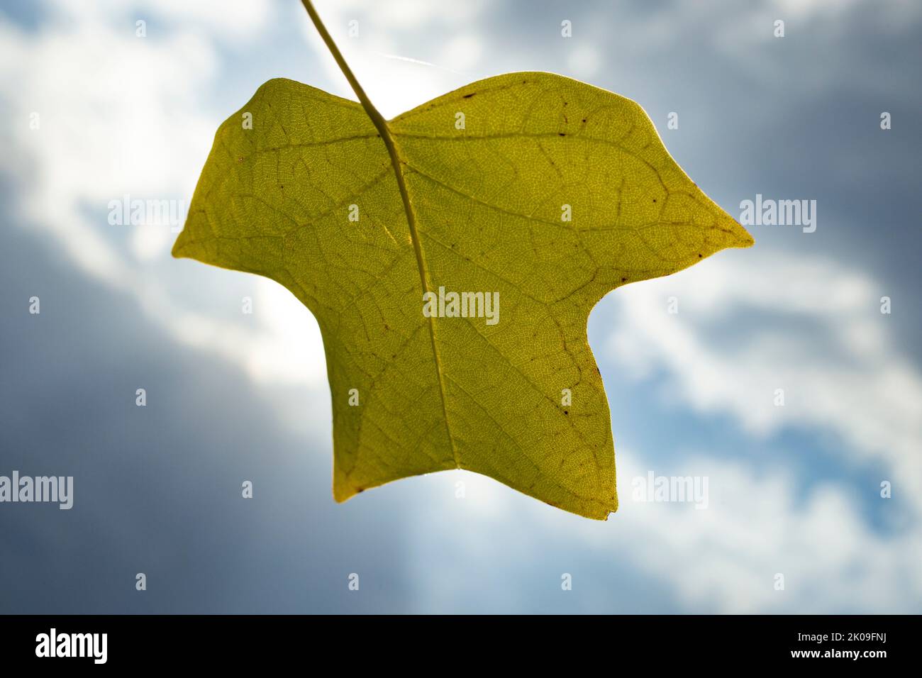 Unusual shape of a tulip tree leaf. Liriodendron leaf isolated against the sky Stock Photo