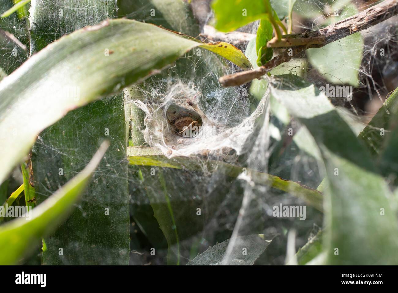 Spider's funnel nest on a tropical plant, soft focus close up. Stock Photo