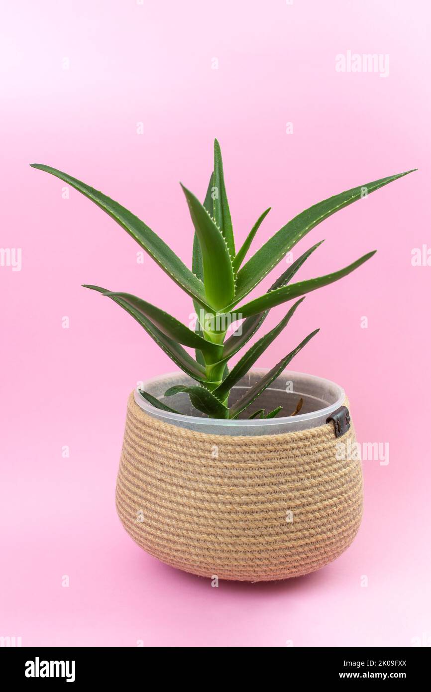 Aloe vera plant in a jute rope pot, isolated on pink background Stock Photo