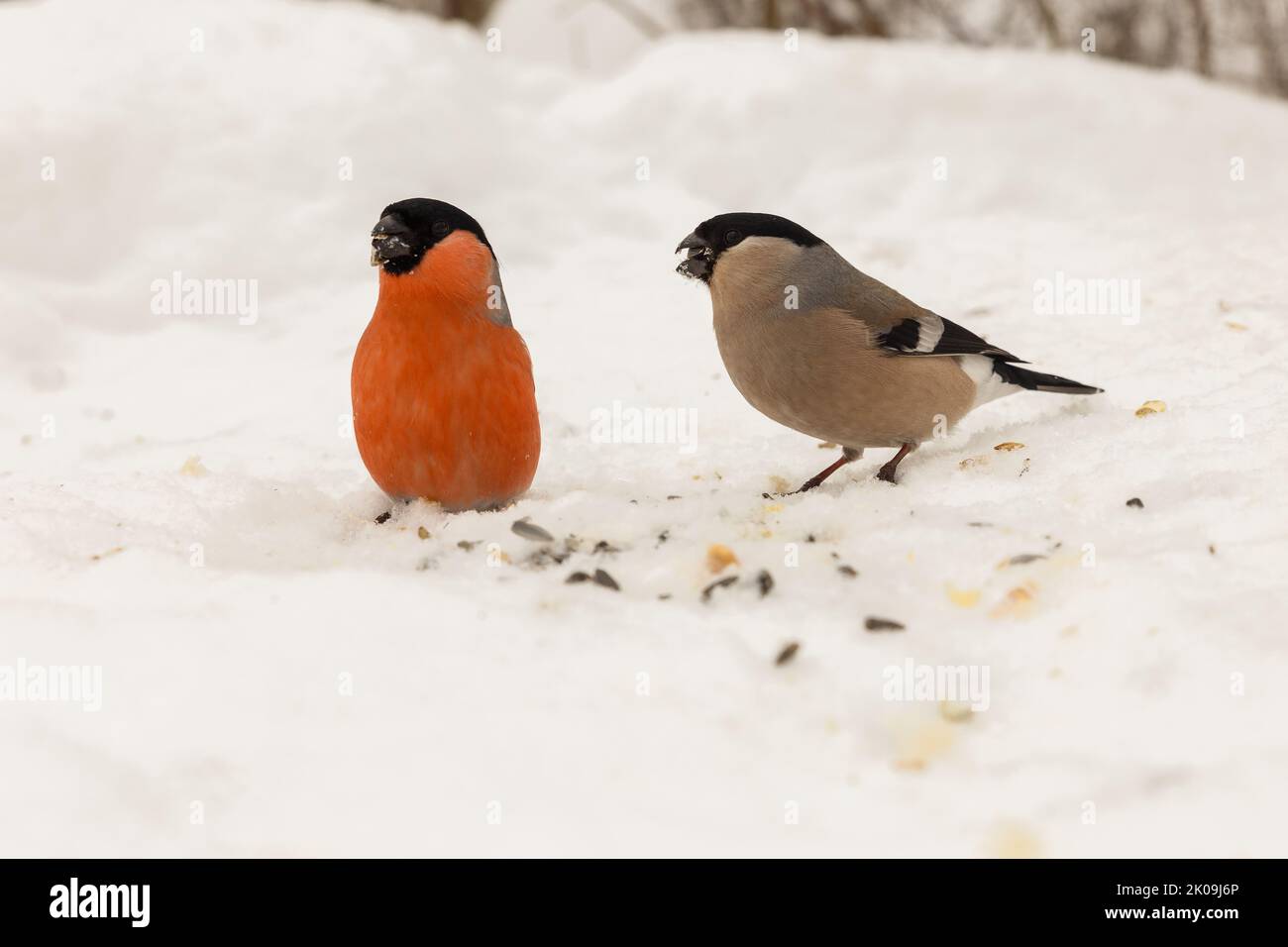 Eurasian bullfinch. Male and female. birds peck seeds on the snow in winter. Stock Photo