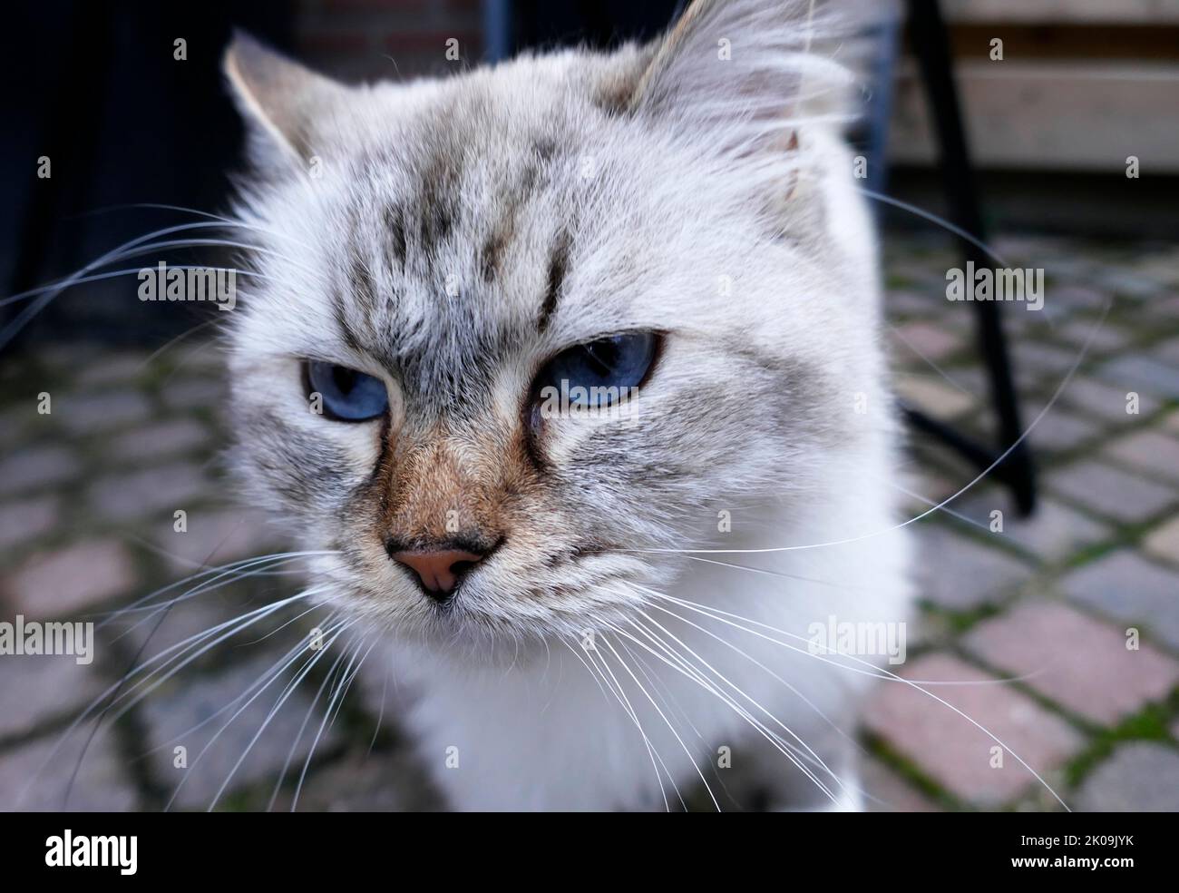 The eyes of a bored ragdoll cat. This is a breed with a distinct color-point coat and blue eyes. Stock Photo