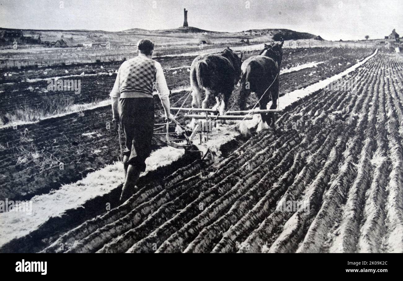 Young man driving his two-horse team as he ploughs one of the crofter holdings on Stornaway. Stock Photo