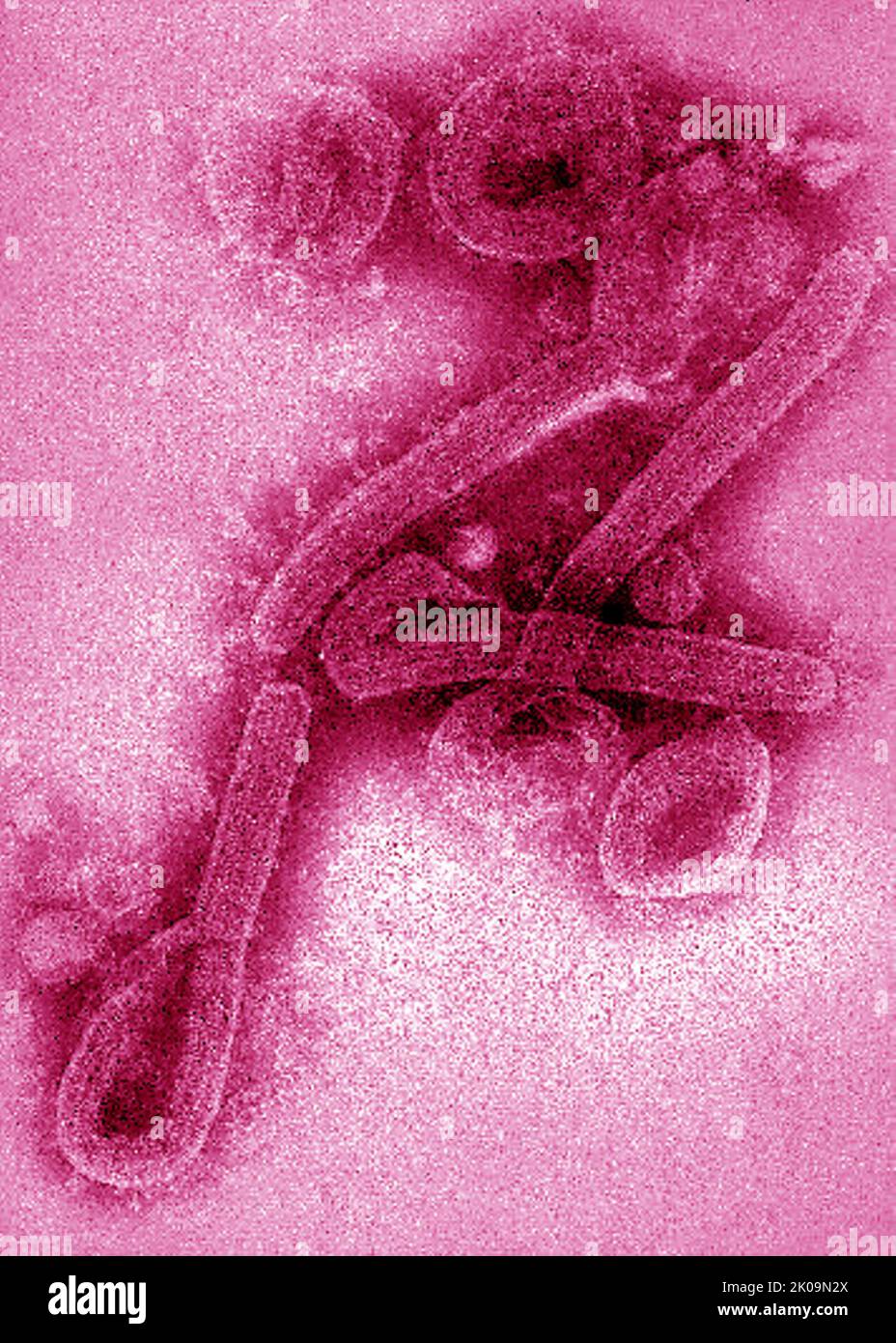 Transmission electron microscopic (TEM) image of Marburg virus virions. Stock Photo