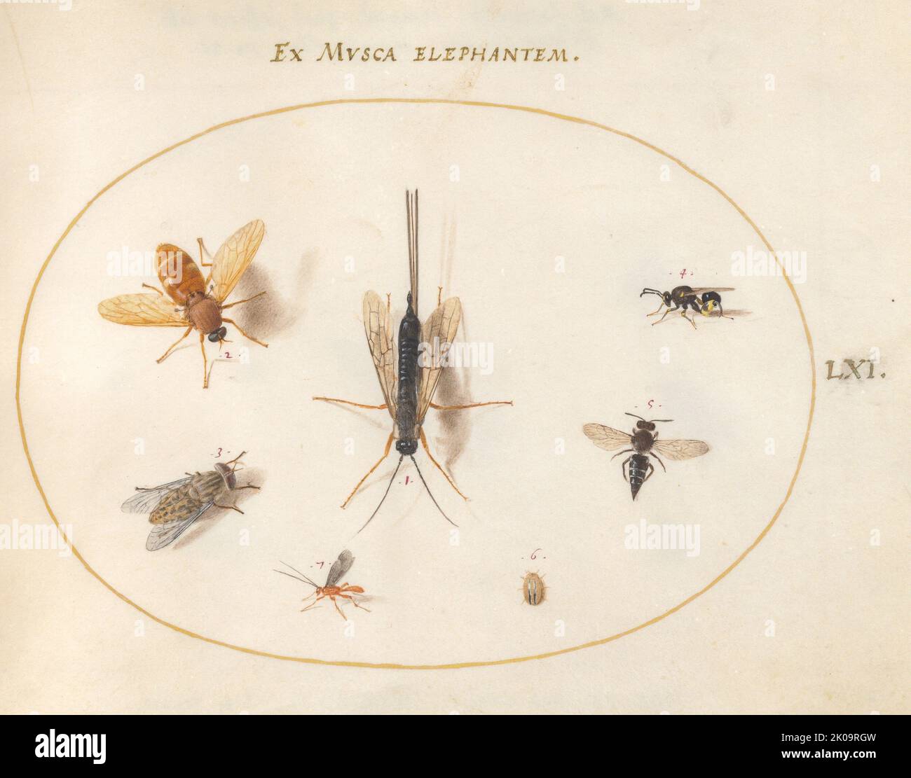 Stiped Insects Animals including insects hi-res stock photography and images - Alamy