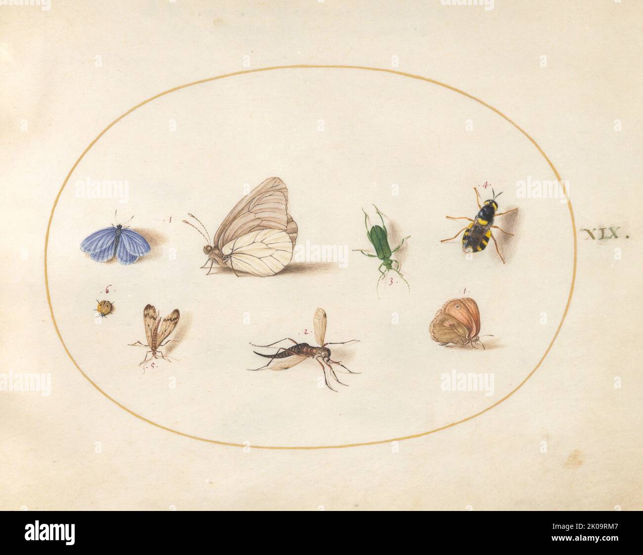 Plate 19: Two Butterflies with Five Other Insects, c. 1575/1580. Stock Photo