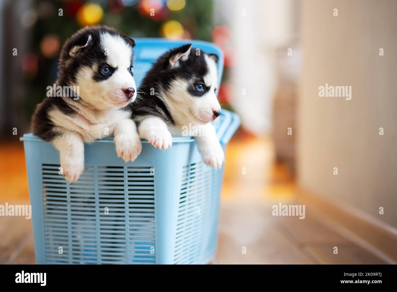 Cute siberian husky puppies climb out from a blue pet carrier. Husky