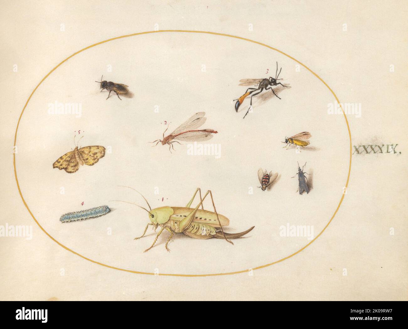 Plate 49: A Grasshopper, a Caterpillar, a Butterfly, a Moth, and Other ...