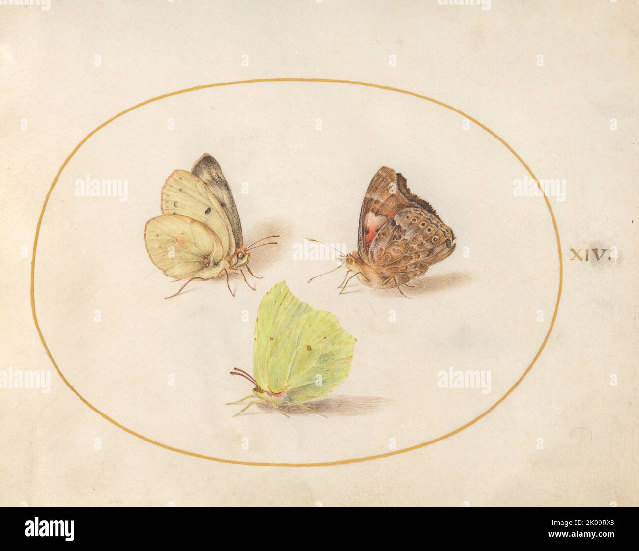 Plate 14: Three Butterflies, c. 1575/1580. Stock Photo