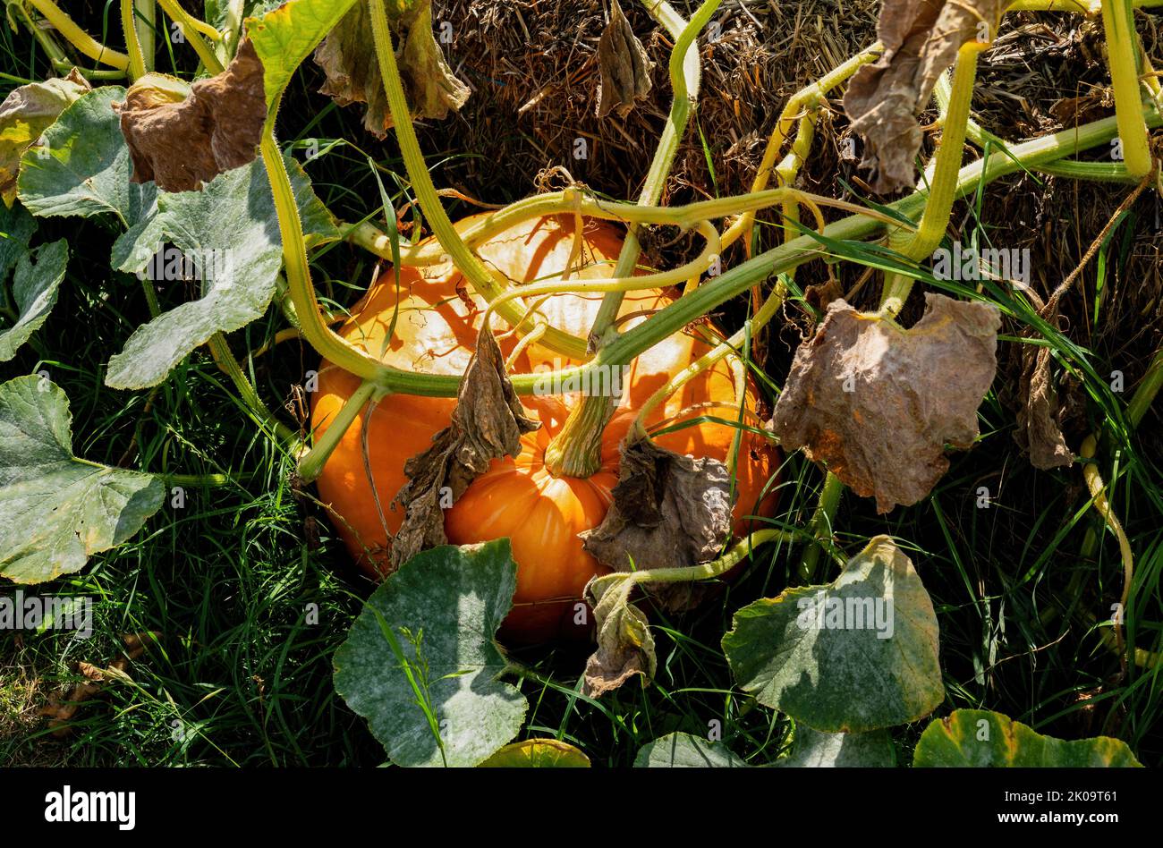 Big orange Pumpkin growing in the garden on a sunny summer day Stock Photo
