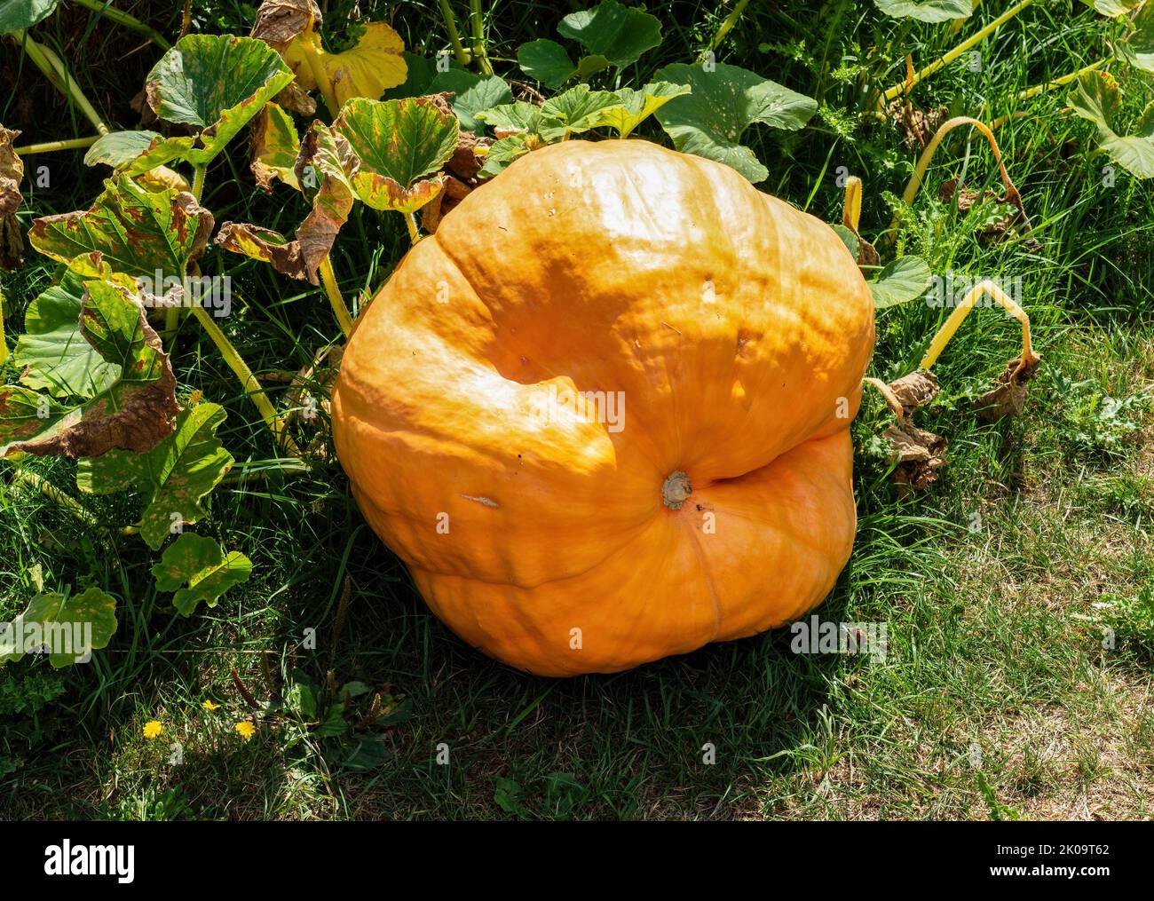 Big orange Pumpkin growing in the garden on a sunny summer day Stock Photo
